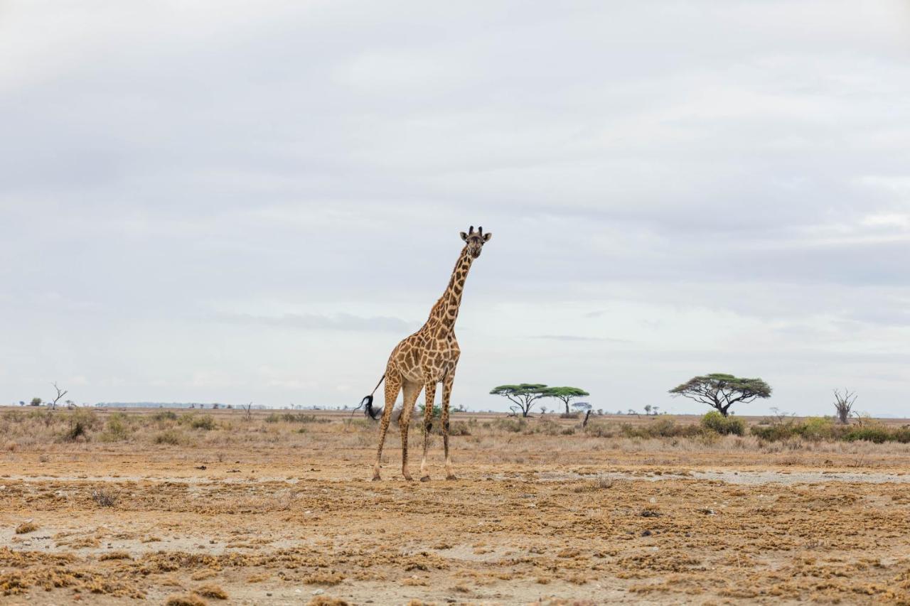 Wild Amboseli Ndovu Cottage. Kültér fotó