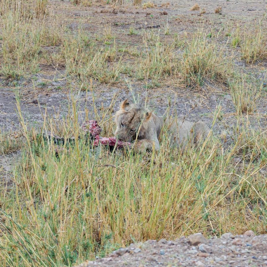 Wild Amboseli Ndovu Cottage. Kültér fotó