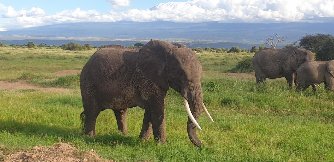 Wild Amboseli Ndovu Cottage. Kültér fotó