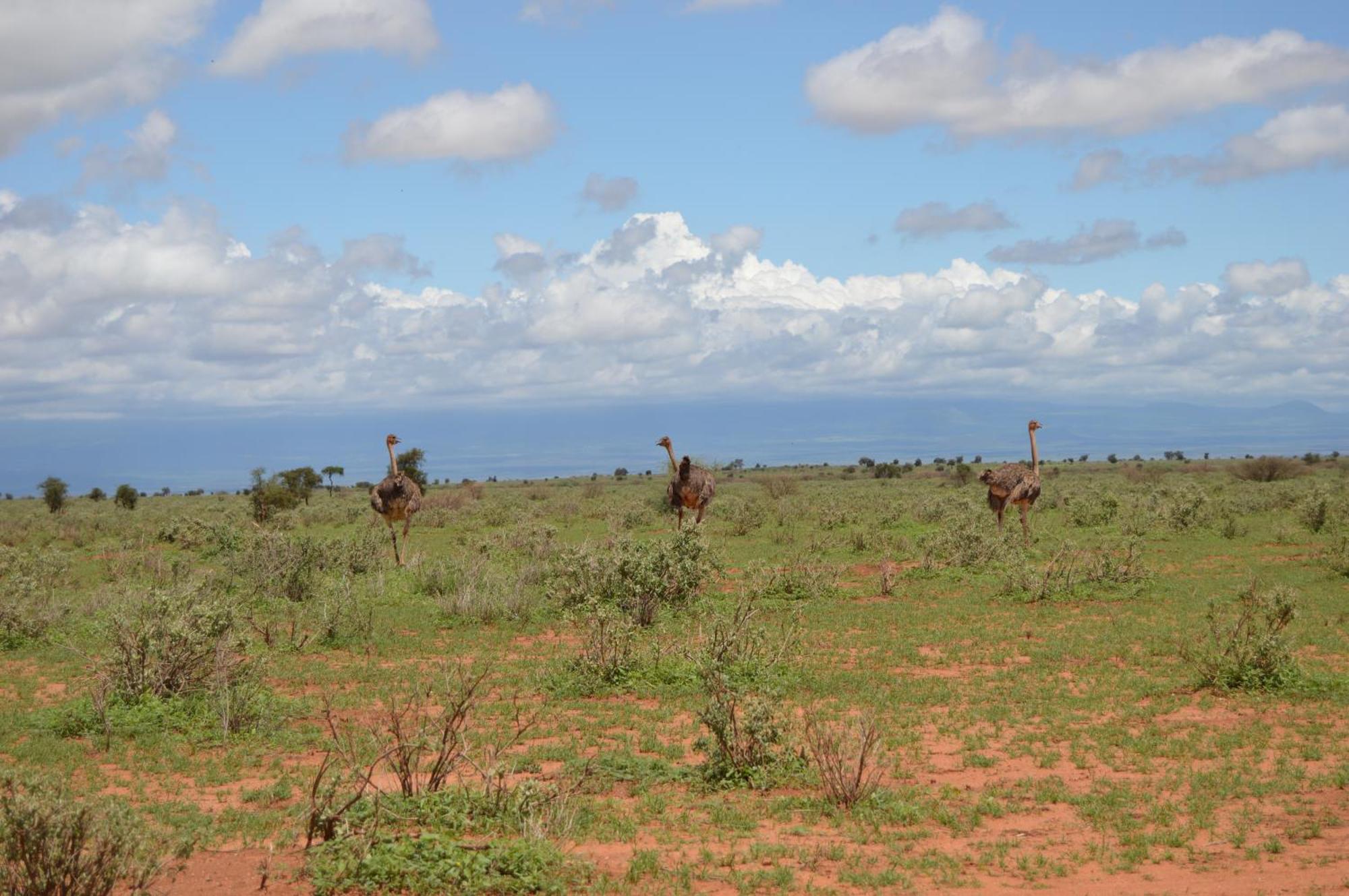 Wild Amboseli Ndovu Cottage. Kültér fotó